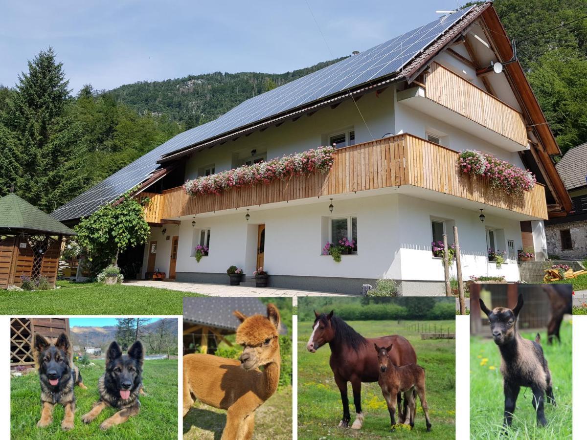 Domacija Loncnar- Apartment Bohinj Luaran gambar